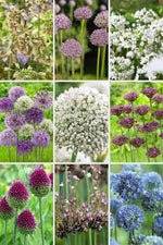 Allium de Luxe Collectie