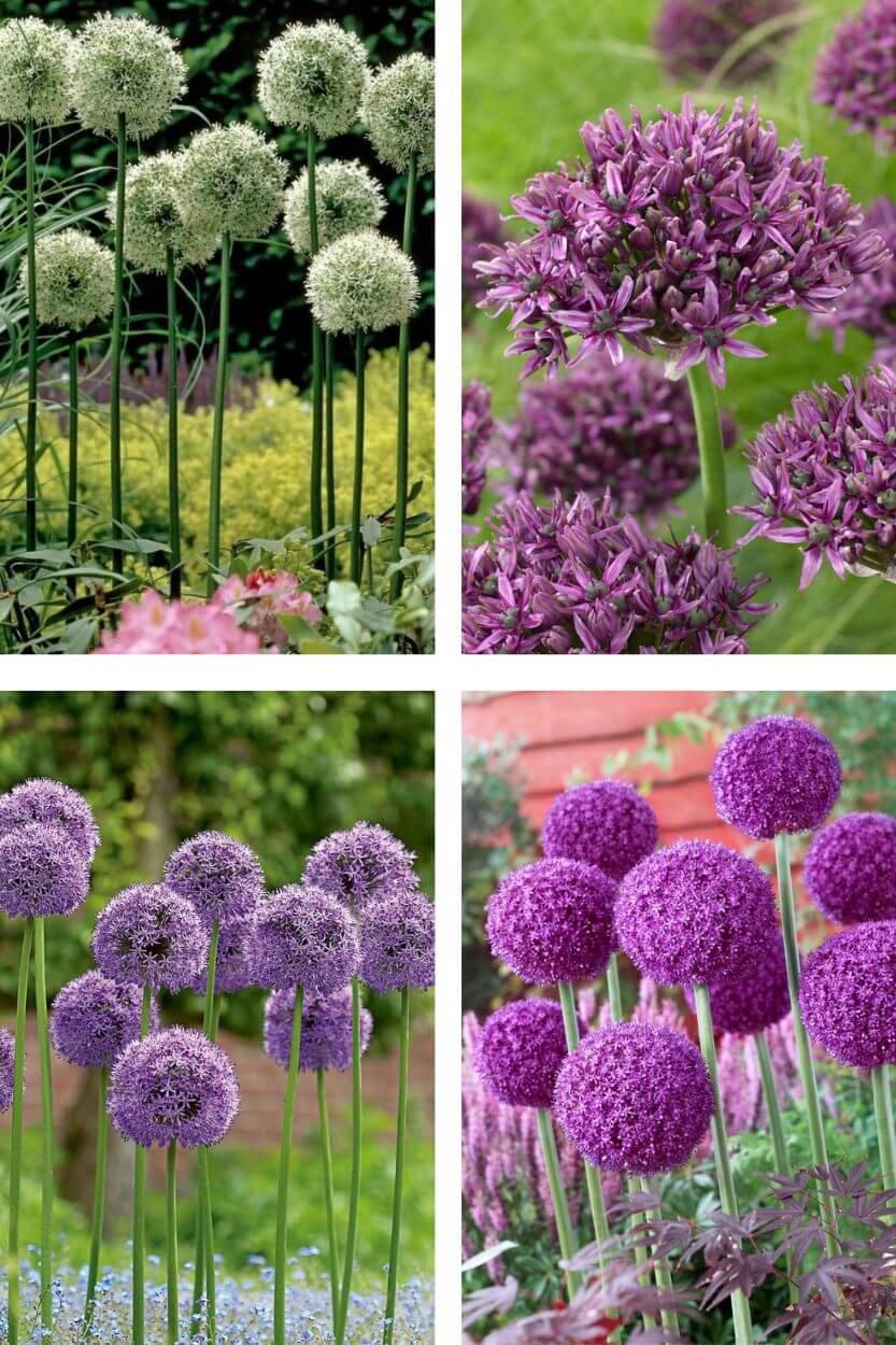 Allium Giant Mix