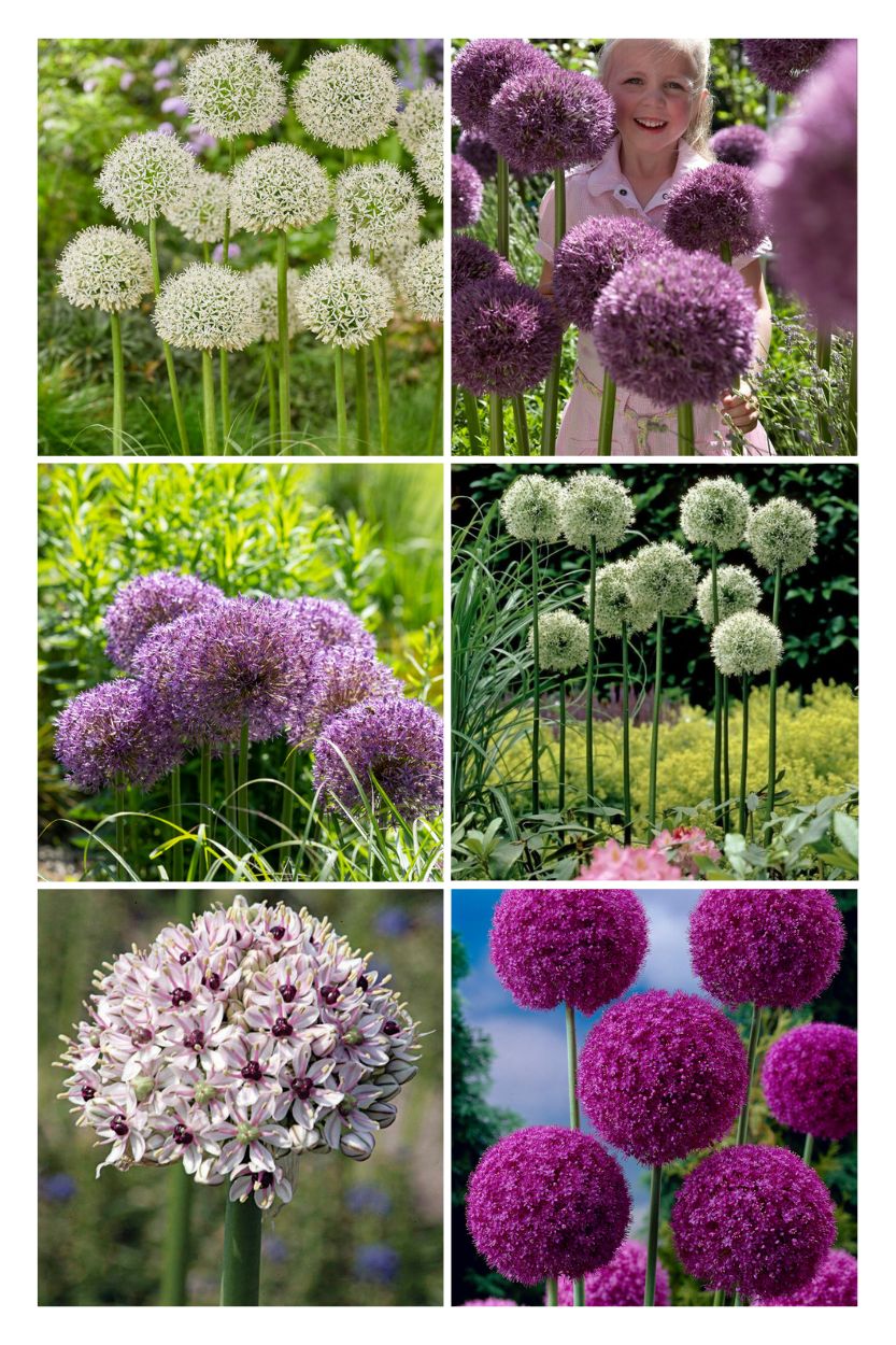 Allium Giant Mix