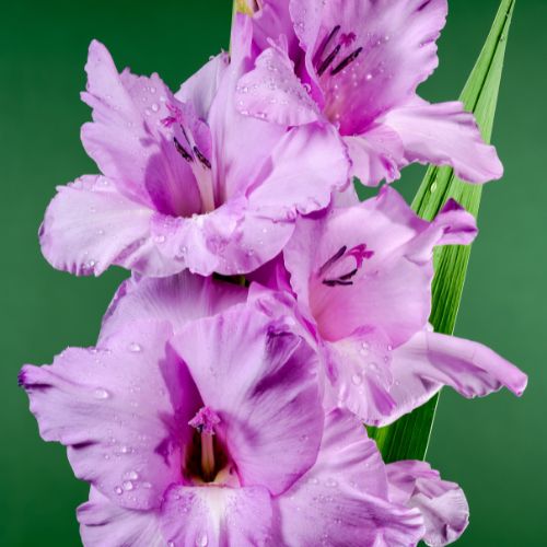 Gladiolus Alpha