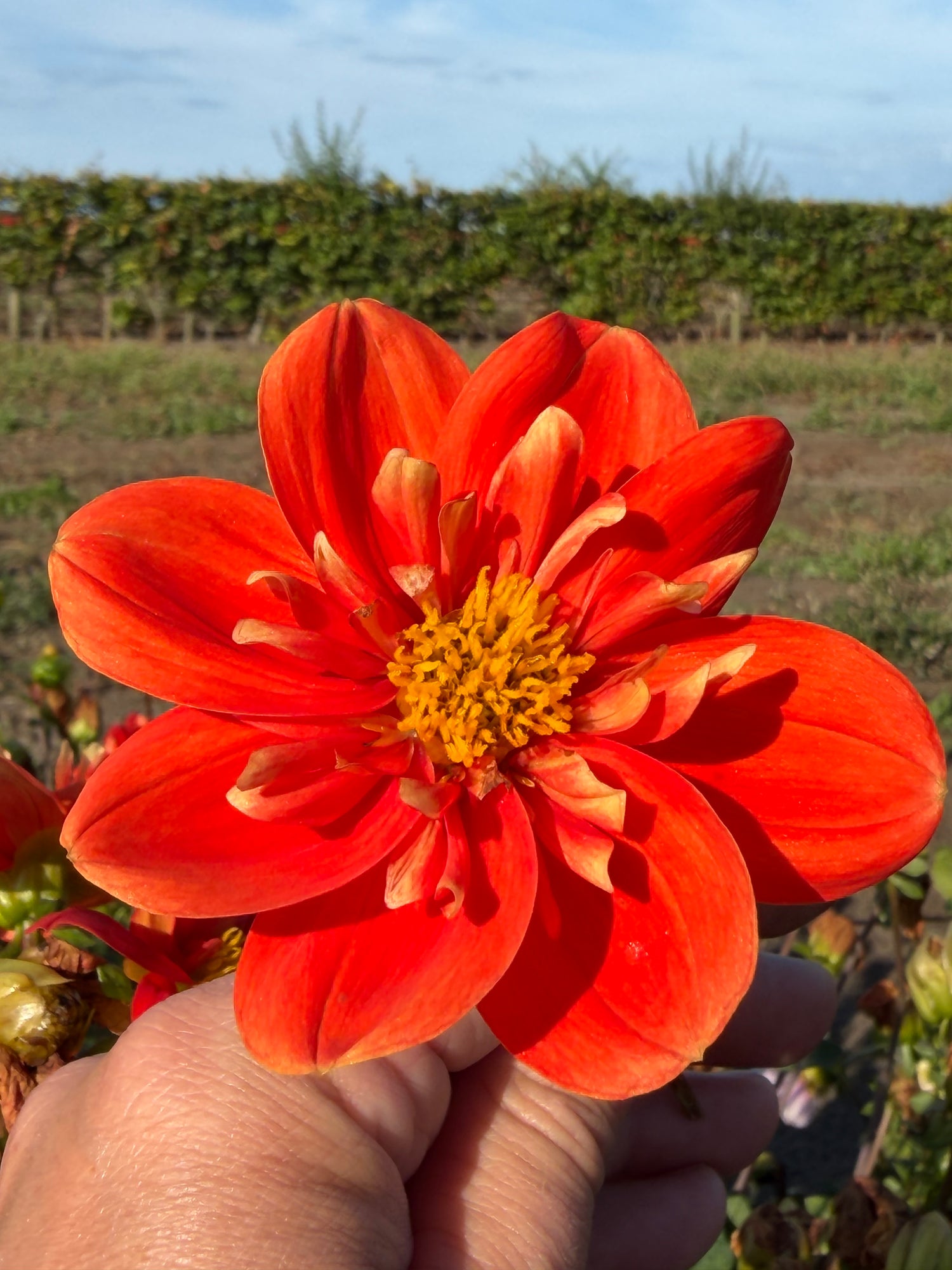 Dahlia Alstergruss