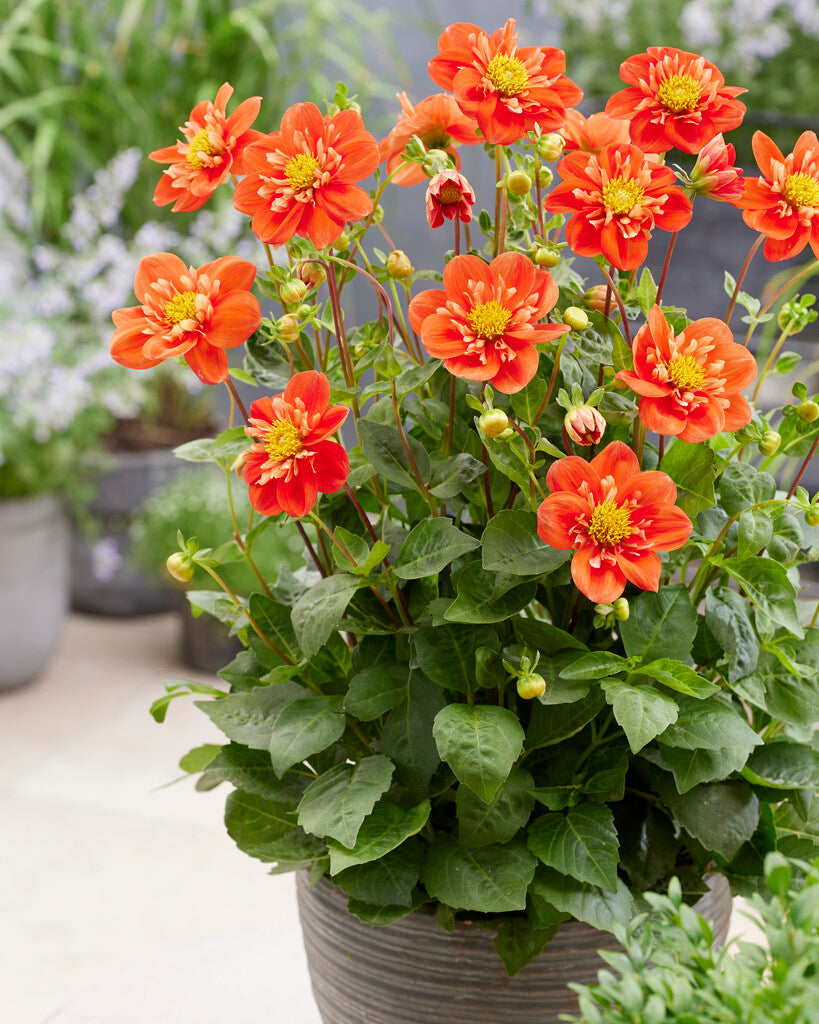 Dahlia Alstergruss
