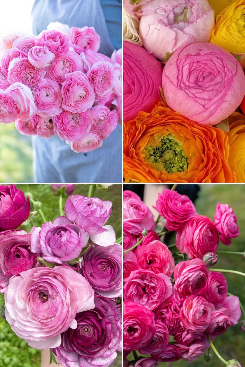 Ranunculus Amandine Collection