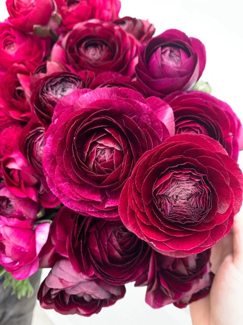 Ranunculus Amandine Violet