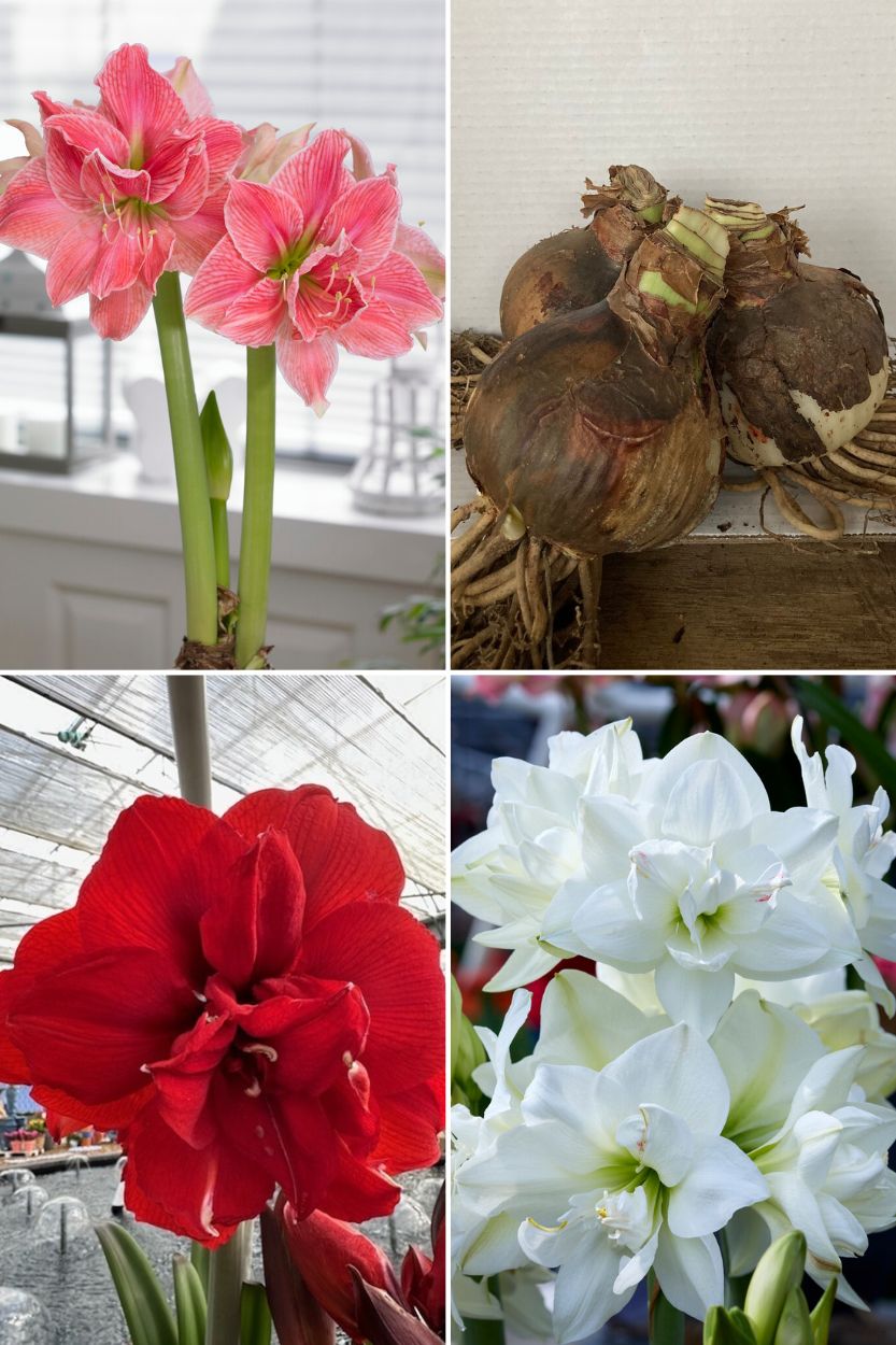 Amaryllis Double Collection 3 stuks