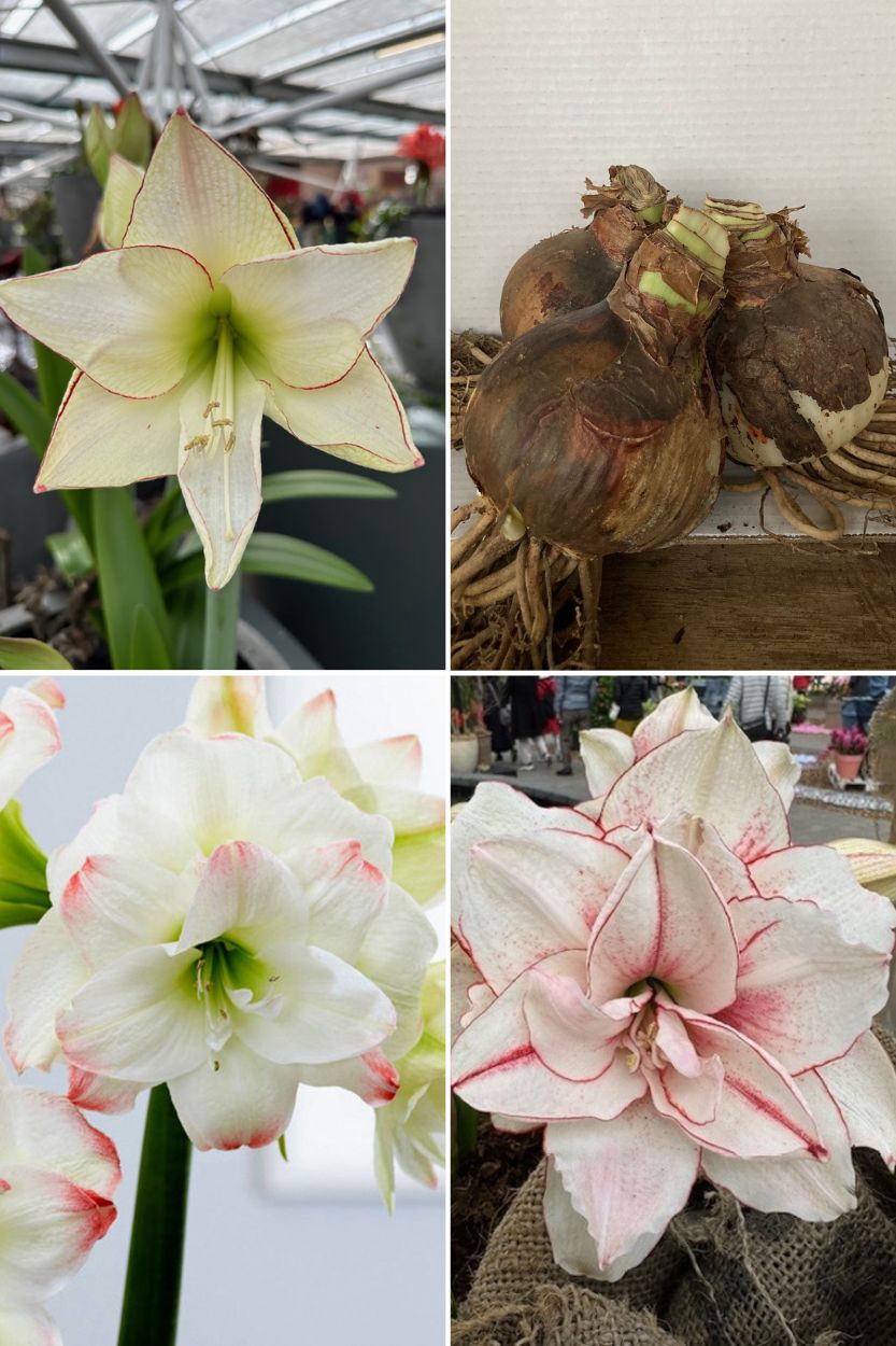 Amaryllis Collection