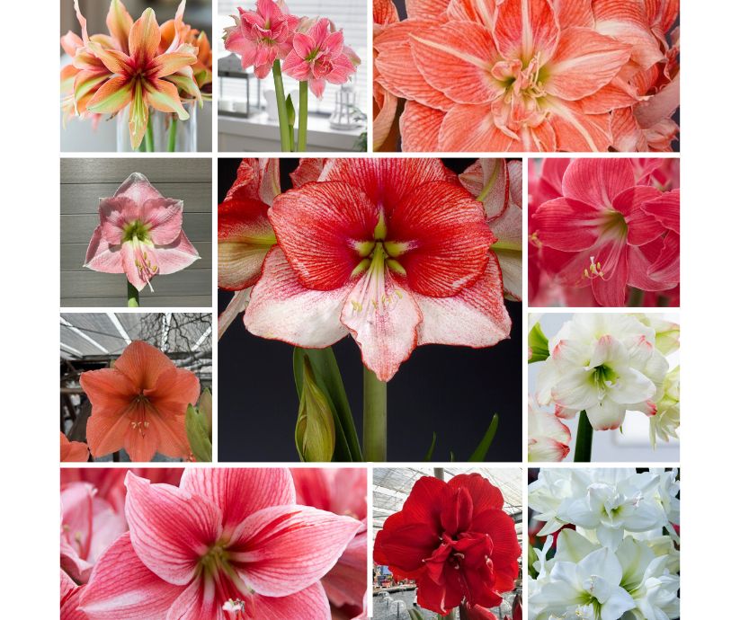 Amaryllis Mystery Mix 3 pieces