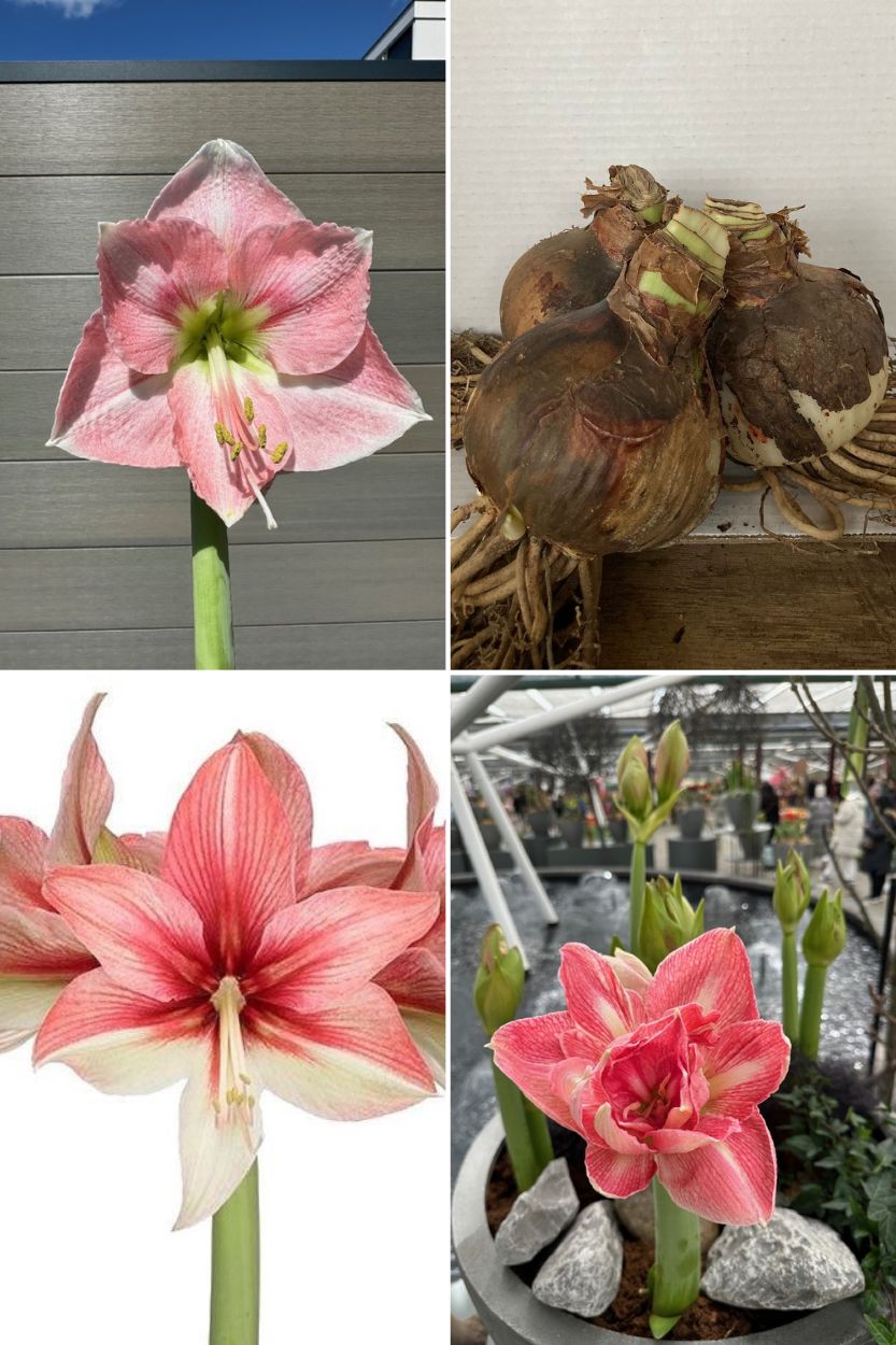 Amaryllis Pink Collection 3 Stück