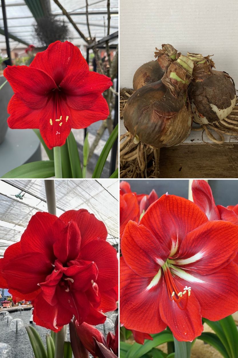 Amaryllis Red Collection 3 stuks