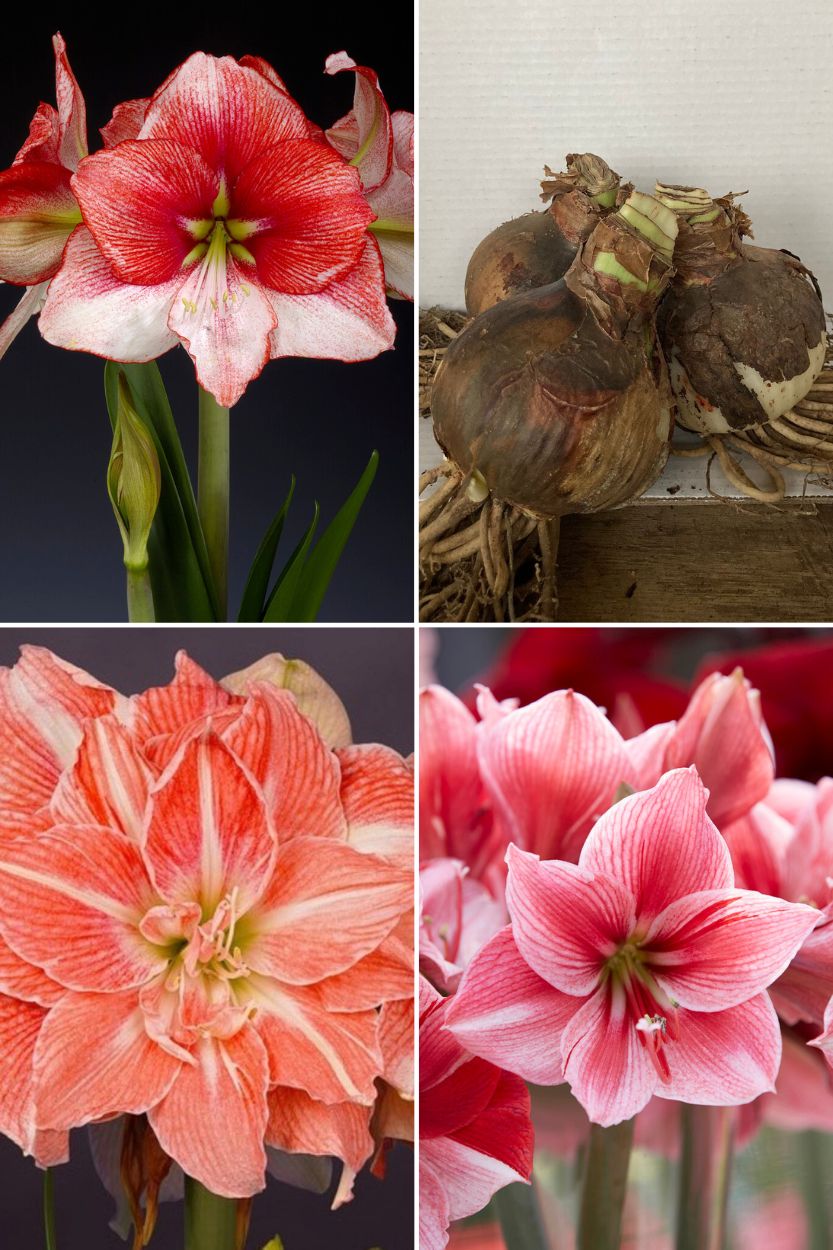 Amaryllis Gestreifte Kollektion 3 Stück