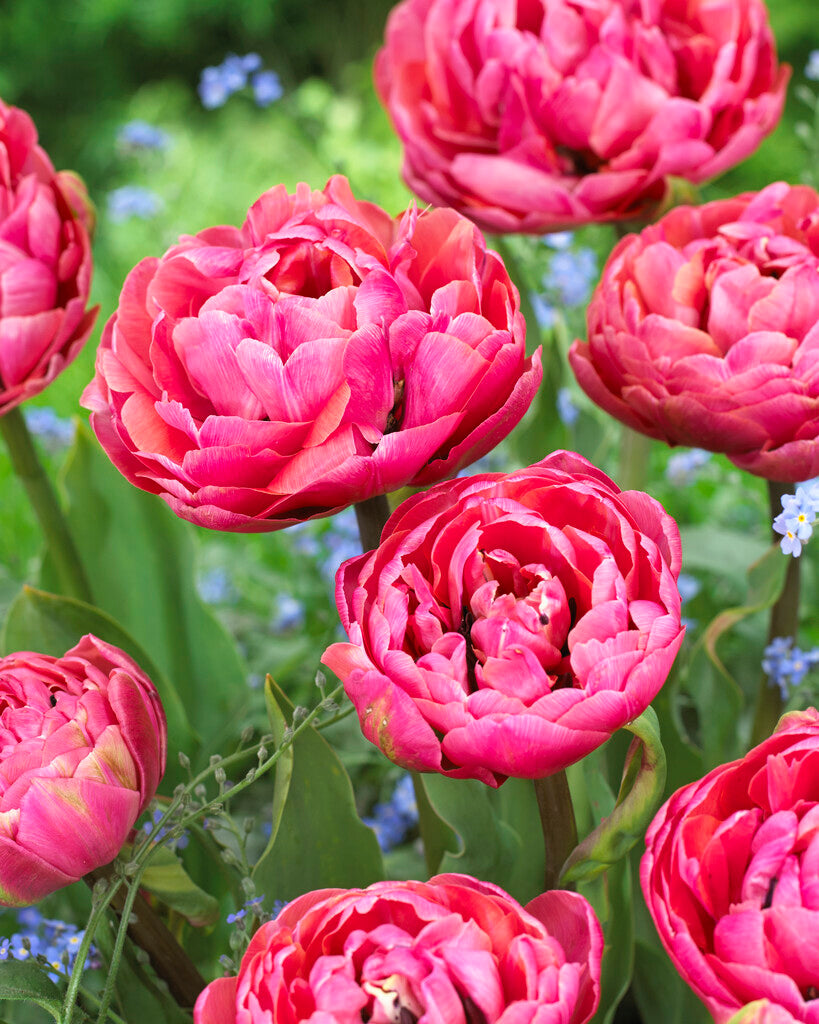 Tulipa Amazing Grace