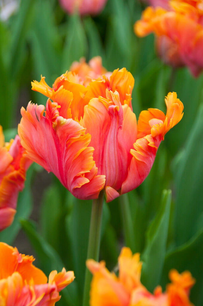 Tulipa Amazing Parrot