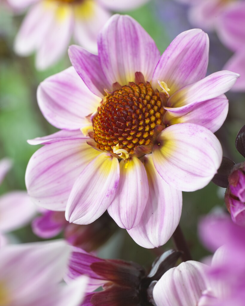 Dahlia American Pie