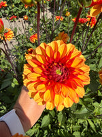 dahlia american sunset