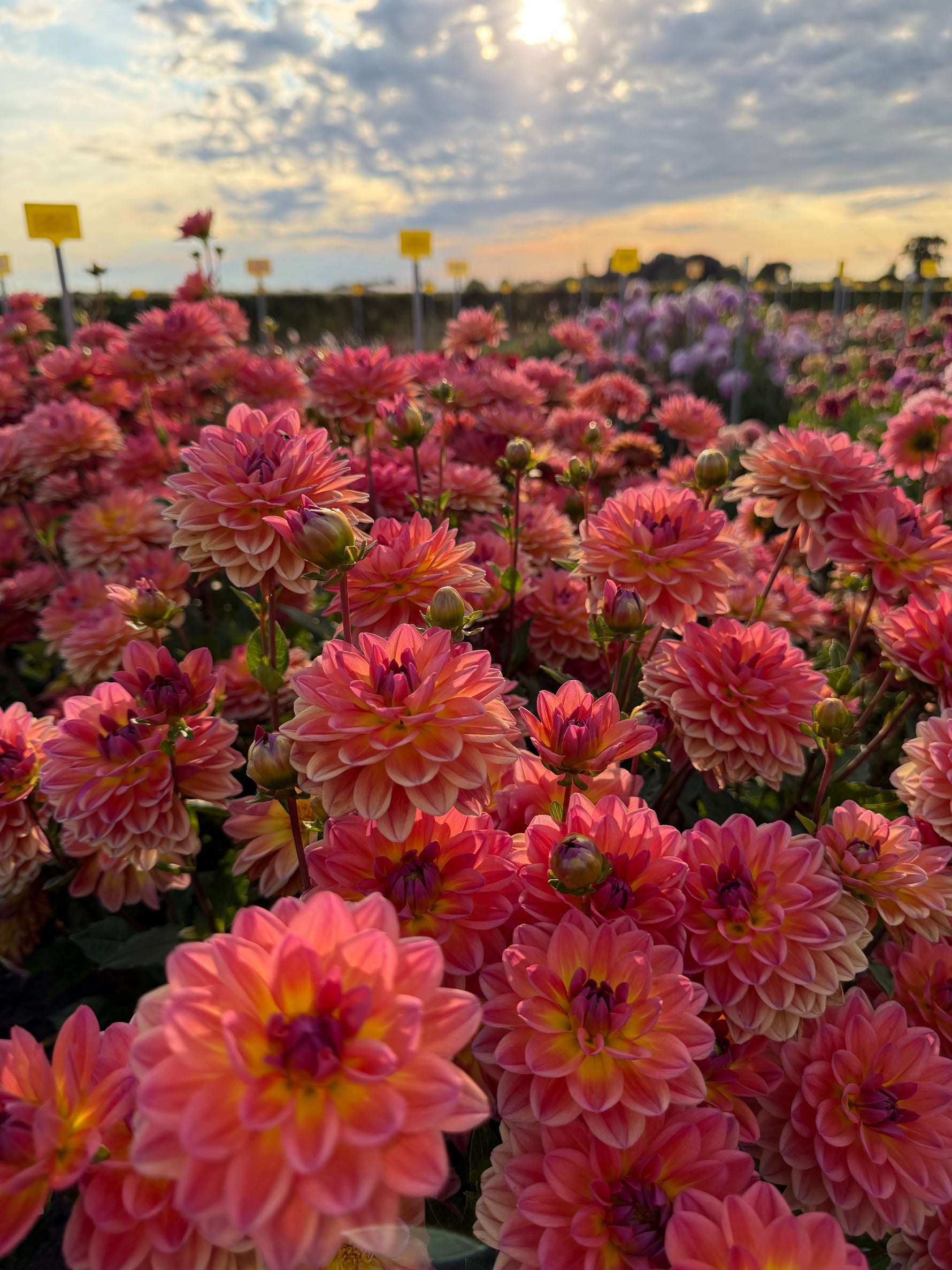dahlia american sunset