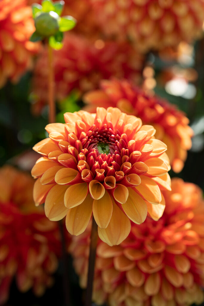 Dahlia American Sunset