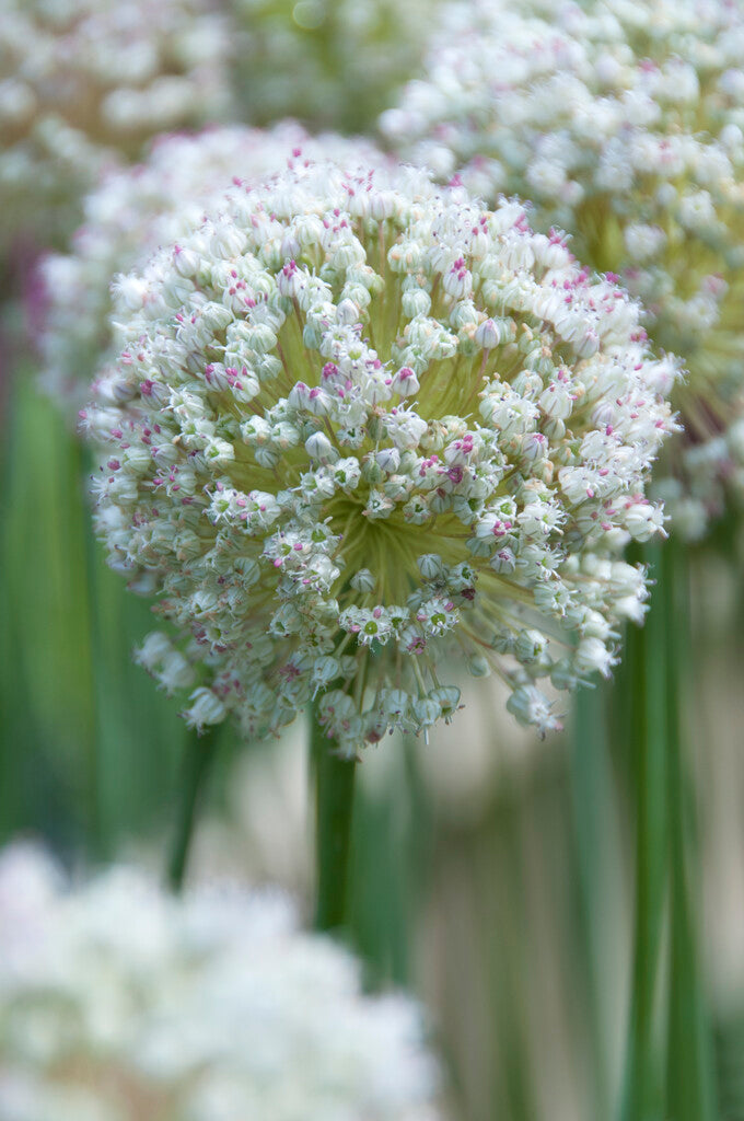 Allium Ampeloprasum