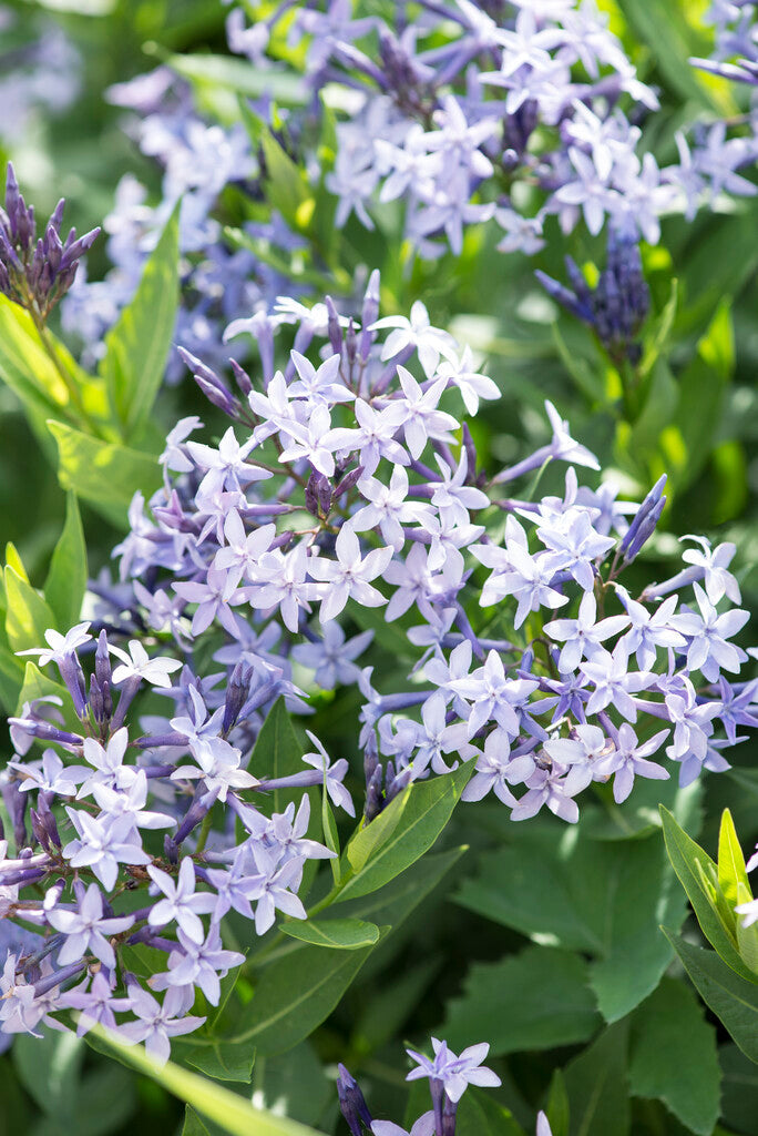 Amsonia Blue Ice