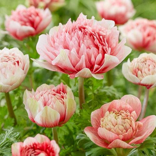 Anemone Fullstar Double Strawberry