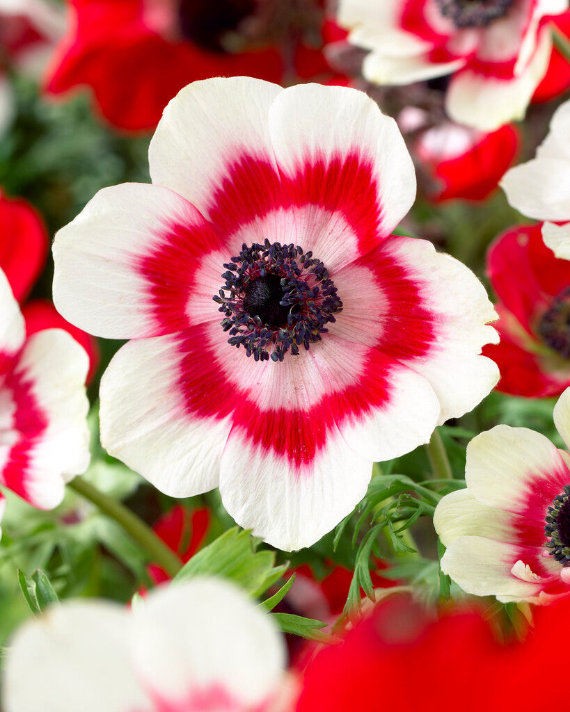 Anemonen-Duett