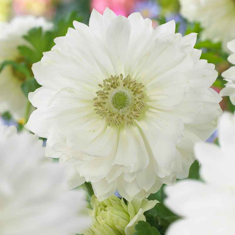 Anemone Fullstar Pure White