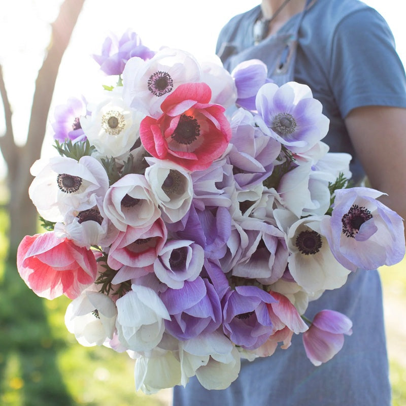 Anemone Galilee Pastel Mix