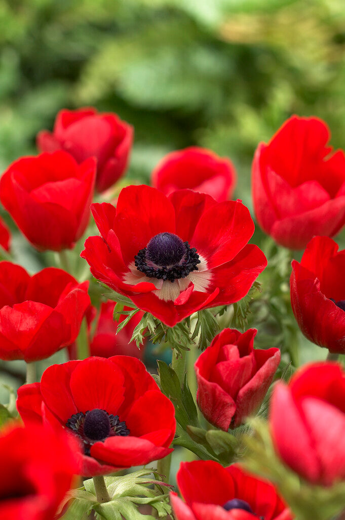 Anemone hollandia