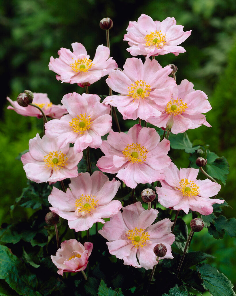 Anemone Japonica Königin Charlotte