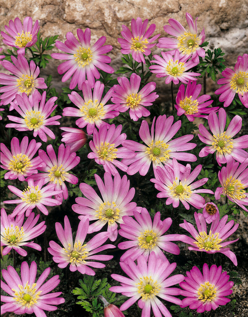 anemone pink star