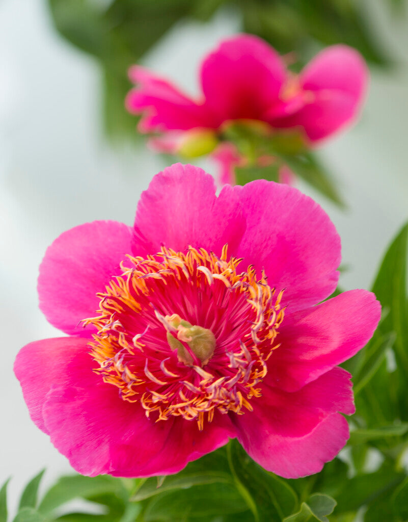 Paeonia Anemoniflora 3/5