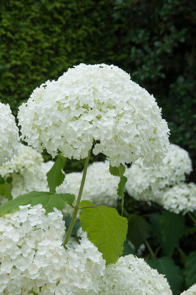 Hortensie Arborescens Annabelle