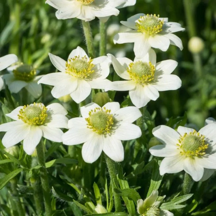 Anemone Annabella Weiß