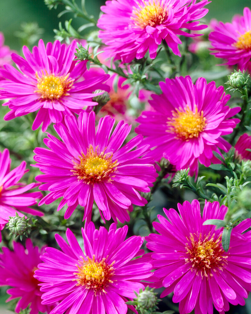 Aster Anneke XL