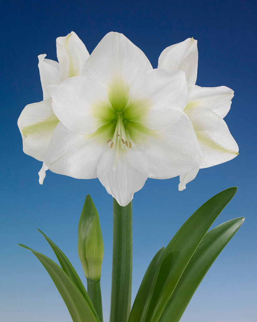Amaryllis Antarctica