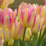 Tulipa Antoinette