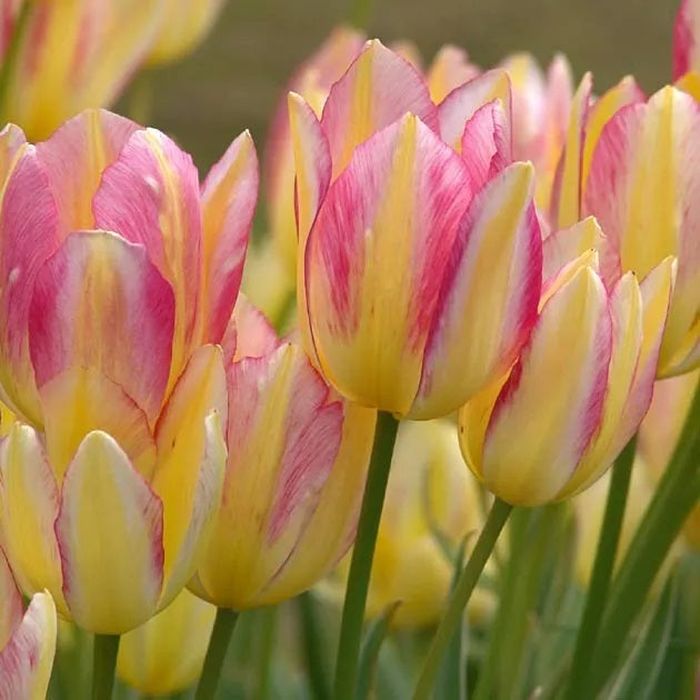 Tulipa Antoinette