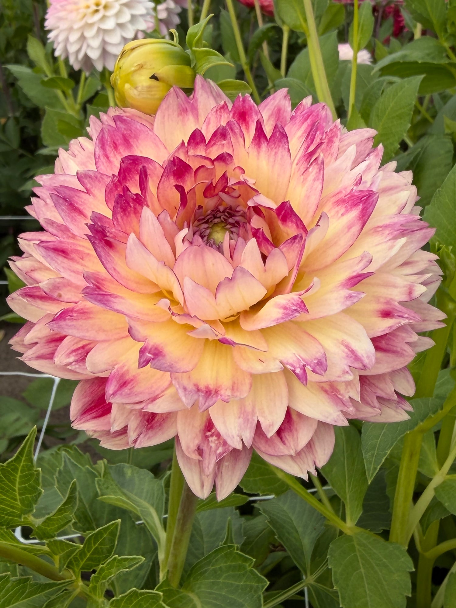 Dahlia Ariko Aphrodite