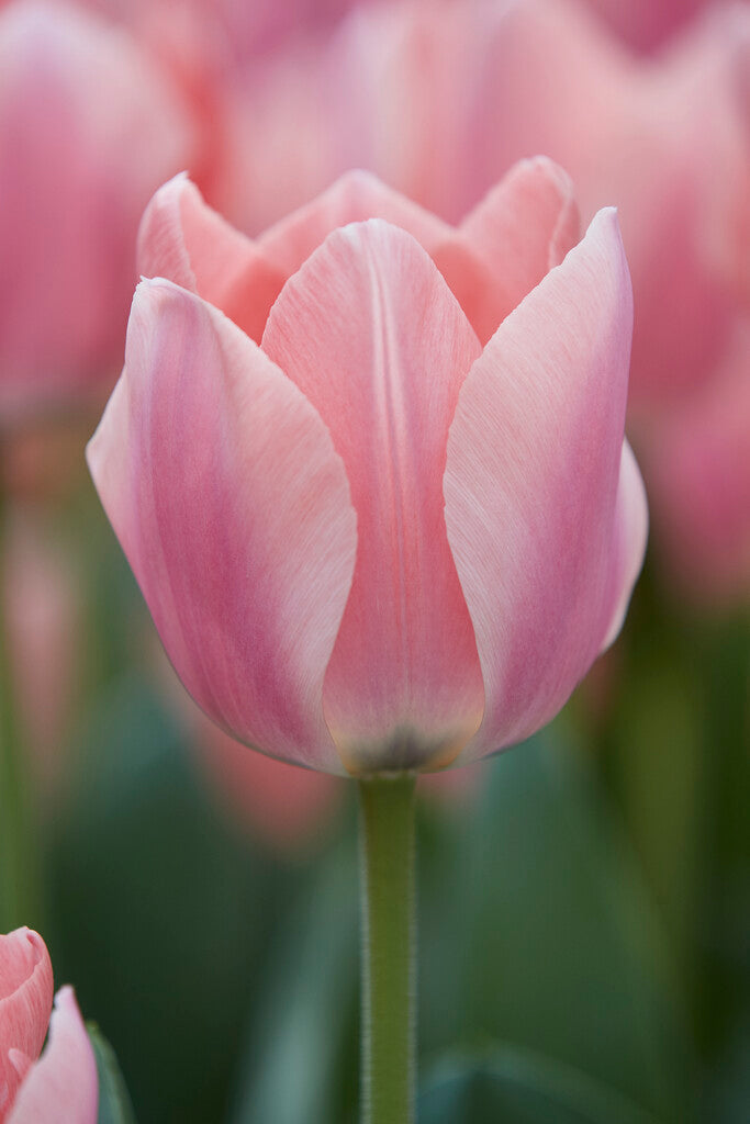 Tulipa Apricona