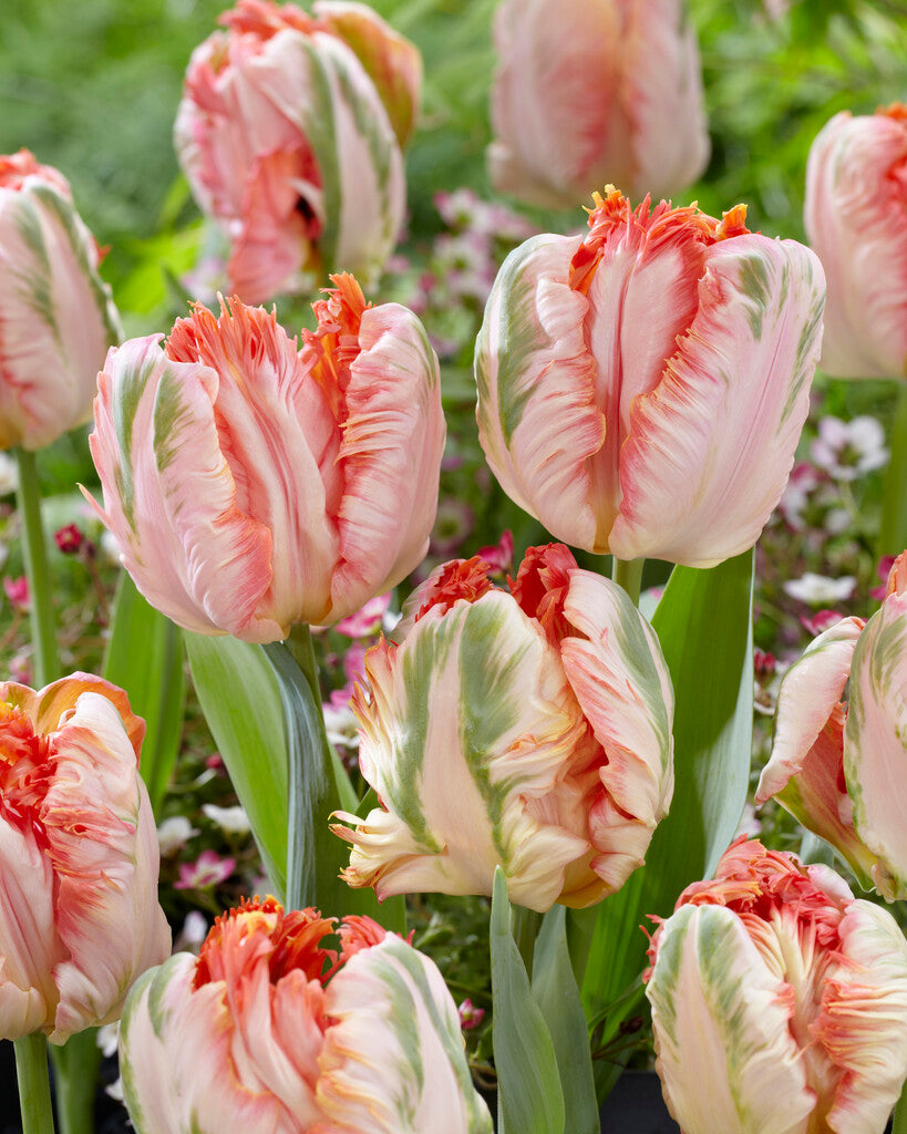 Tulipa Aprikosenpapagei