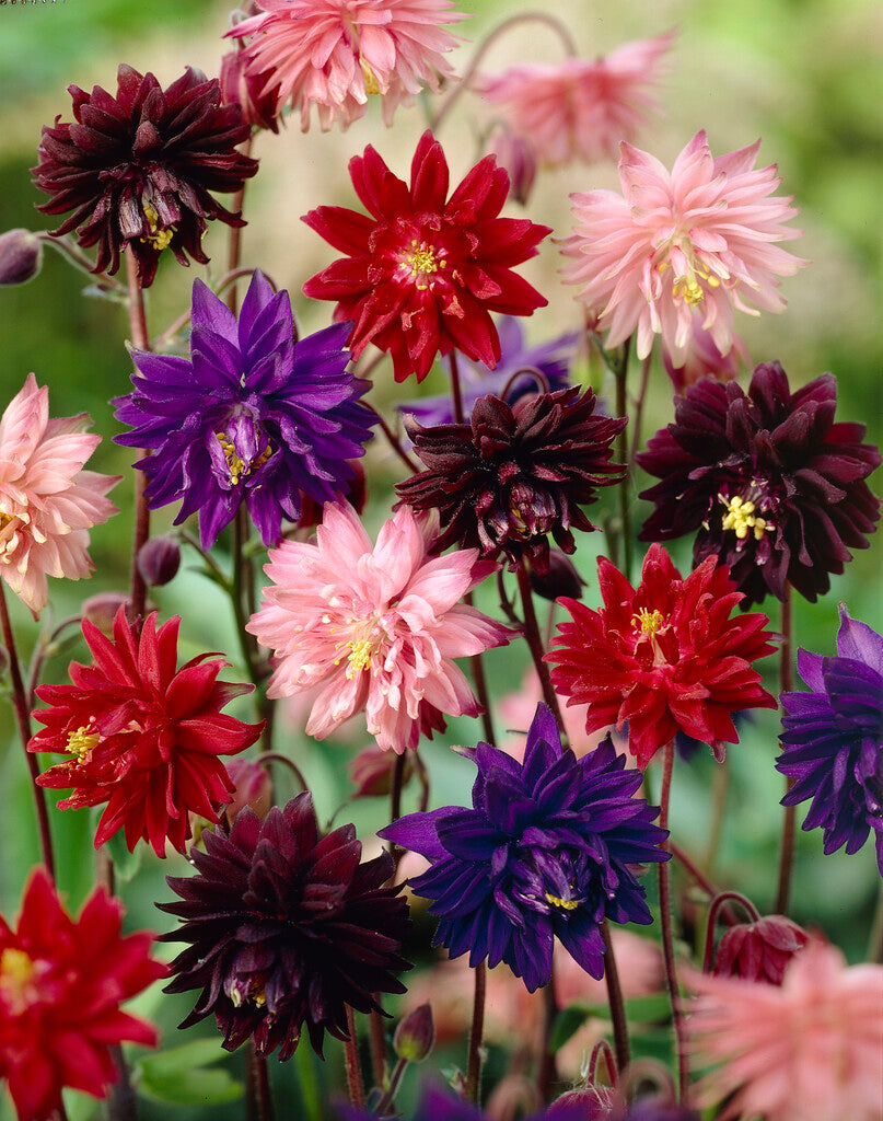 Aquilegia Barlow Mischung