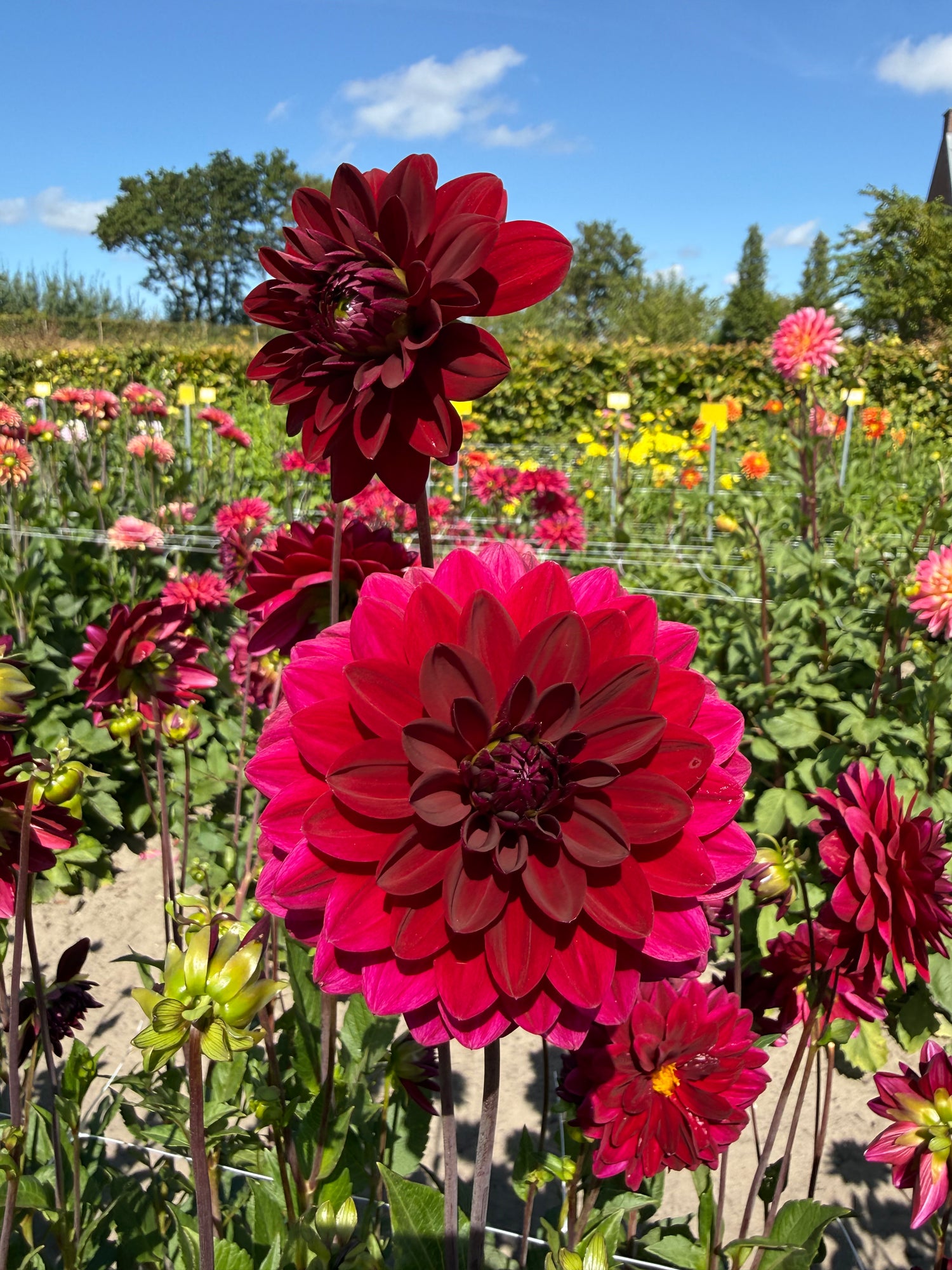 Dahlia Arabian Night
