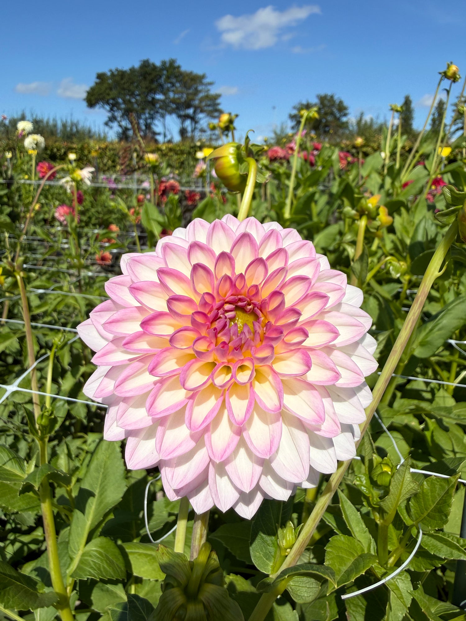 dahlia arbatax