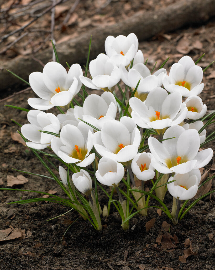 Crocus Ard Schenk