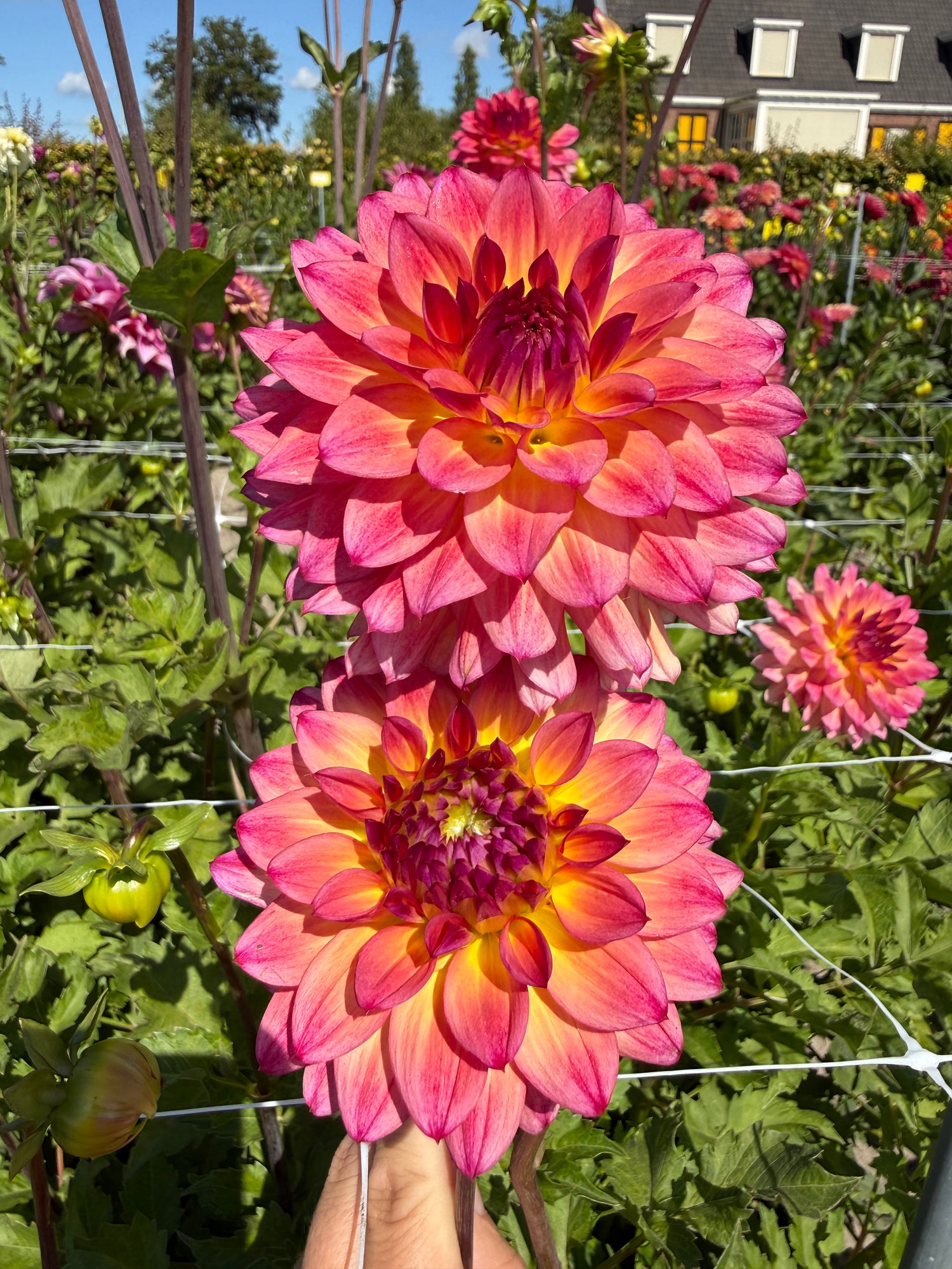 Dahlia Armateras