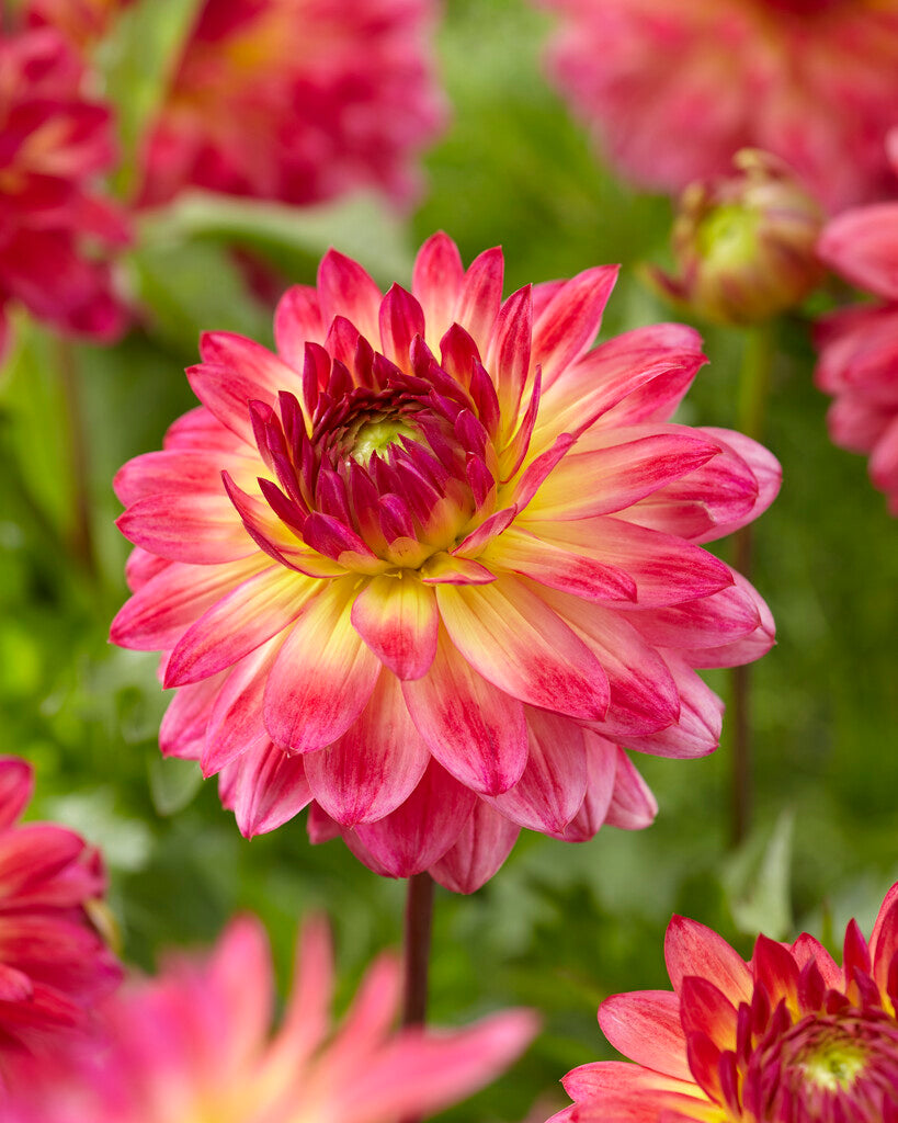 Dahlia Armateras
