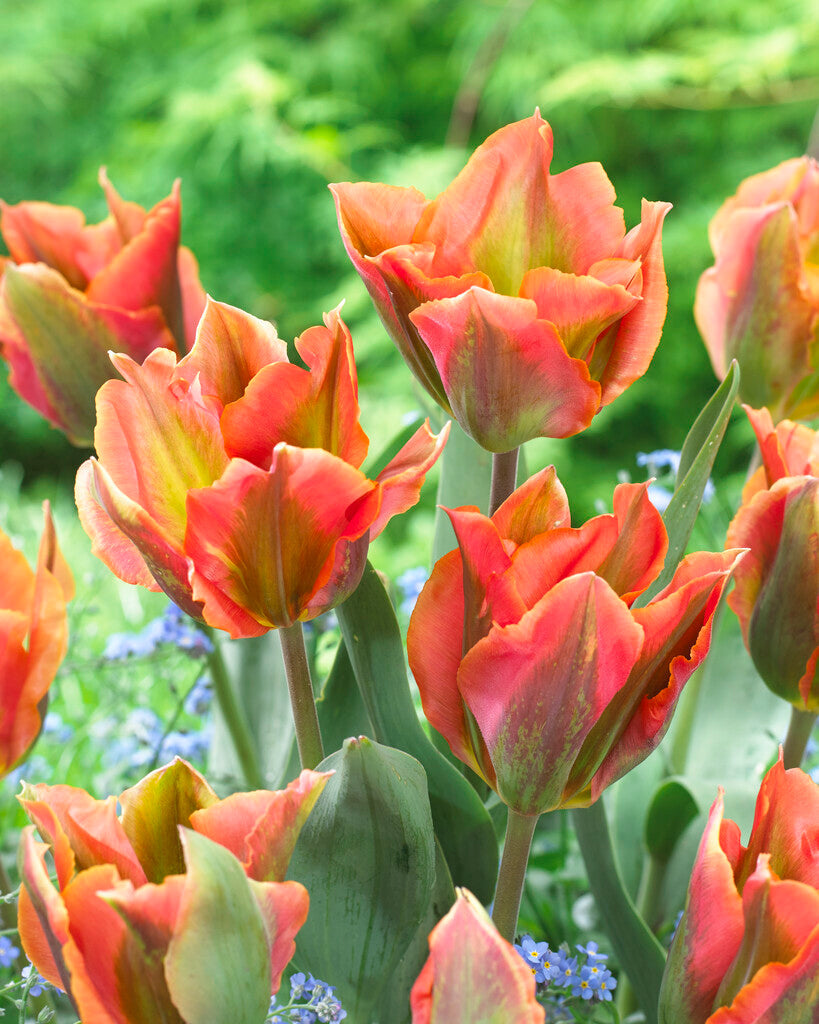 Tulipa Artist