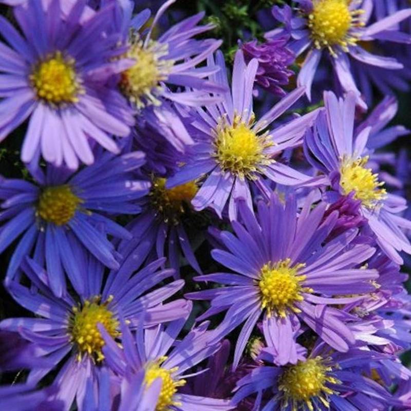 Aster Lady in Blau XL