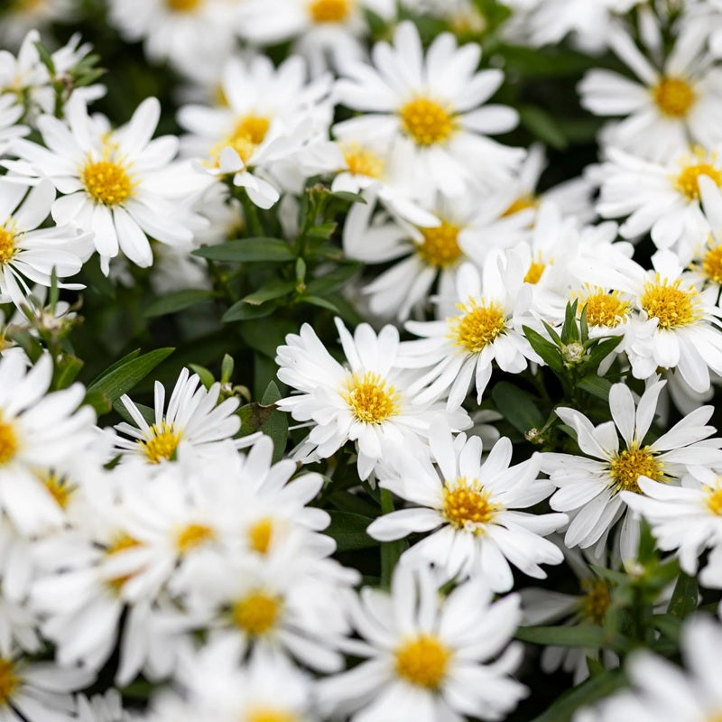 Aster Schneekissen XL