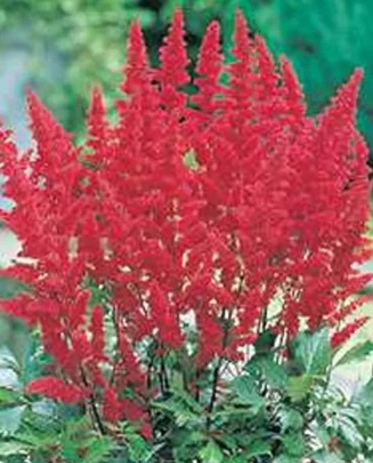 Astilbe arendsii Astary Red