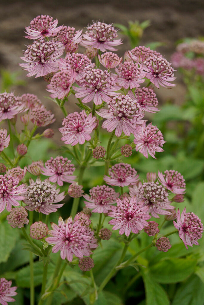 Astrantia Major Pink Pride